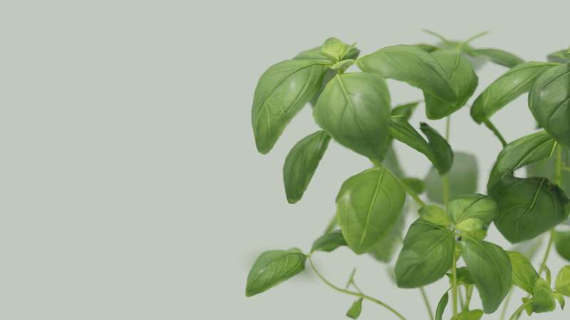 Close-up of fresh green Gymnema sylvestre leaves with dew on a clean white background