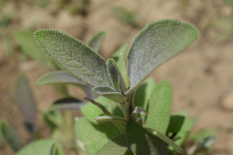 Potted Gymnema sylvestre plant with heart-shaped leaves and small purple flowers on natural wood surface